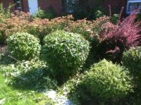 Overgrown Shrubs Overgrown Shrubs