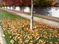Commercial Property Leaf Cleanup Commercial Leaf Cleanup
