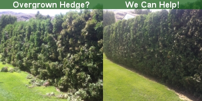 An Overgrown Cedar Hedge An Overgrown Cedar Hedge